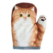 White belly orange tabby